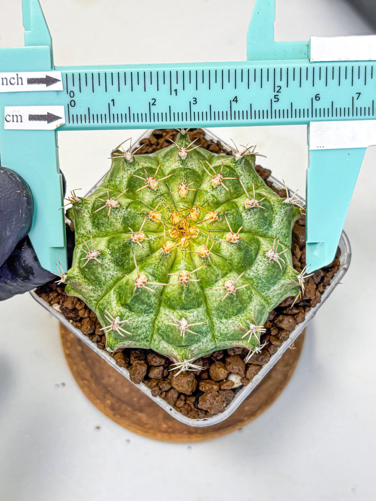 Gymnocalycium T-Lux Neon (gy14) (2) | Collector’s Edition