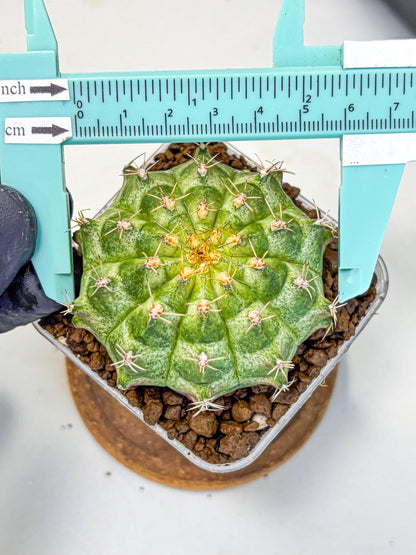 Gymnocalycium T-Lux Neon (gy14) (2) | Collector’s Edition