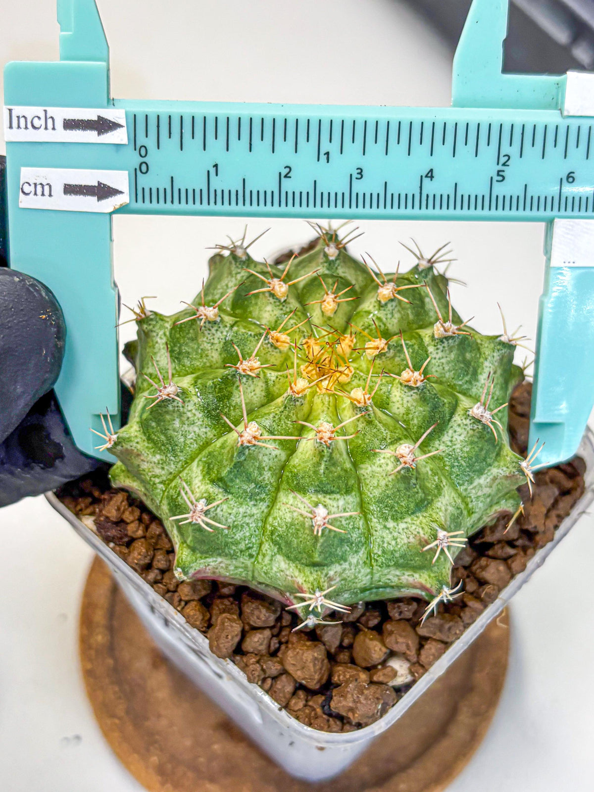 Gymnocalycium T-Lux Neon (gy14) (2) | Collector’s Edition