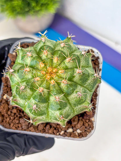 Gymnocalycium T-Lux Neon (gy14) (2) | Collector’s Edition