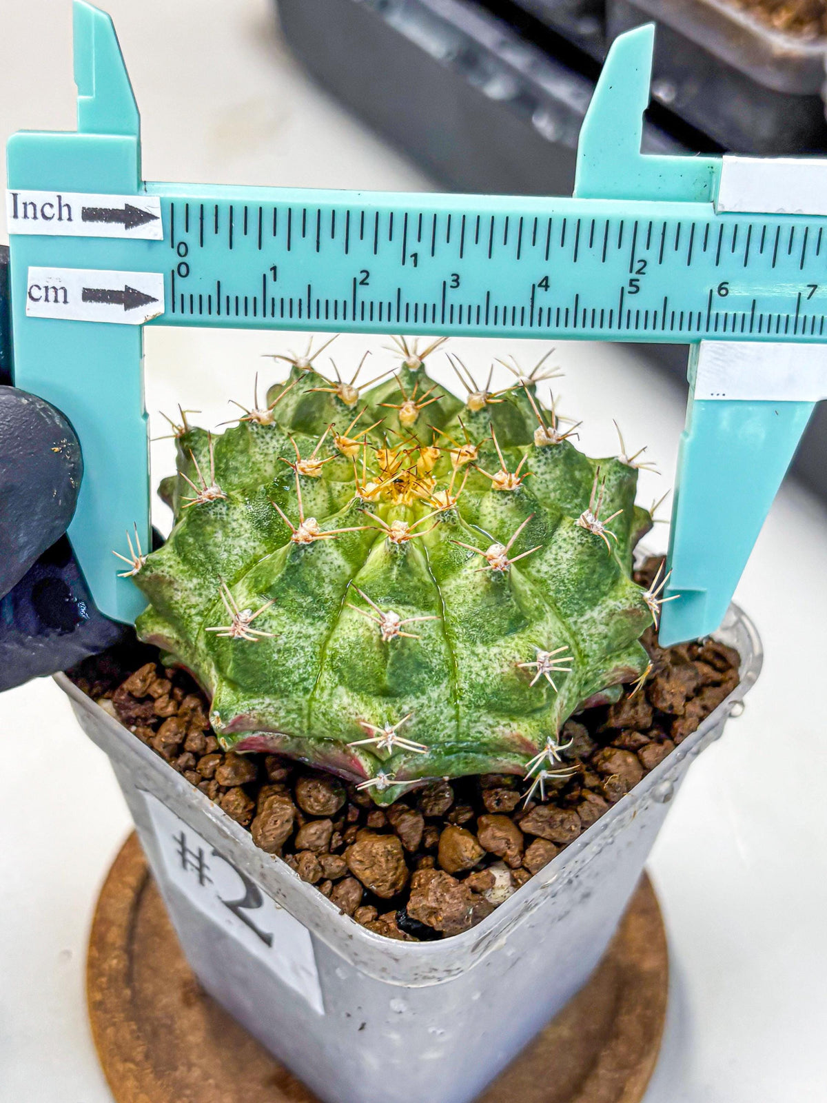 Gymnocalycium T-Lux Neon (gy14) (2) | Collector’s Edition