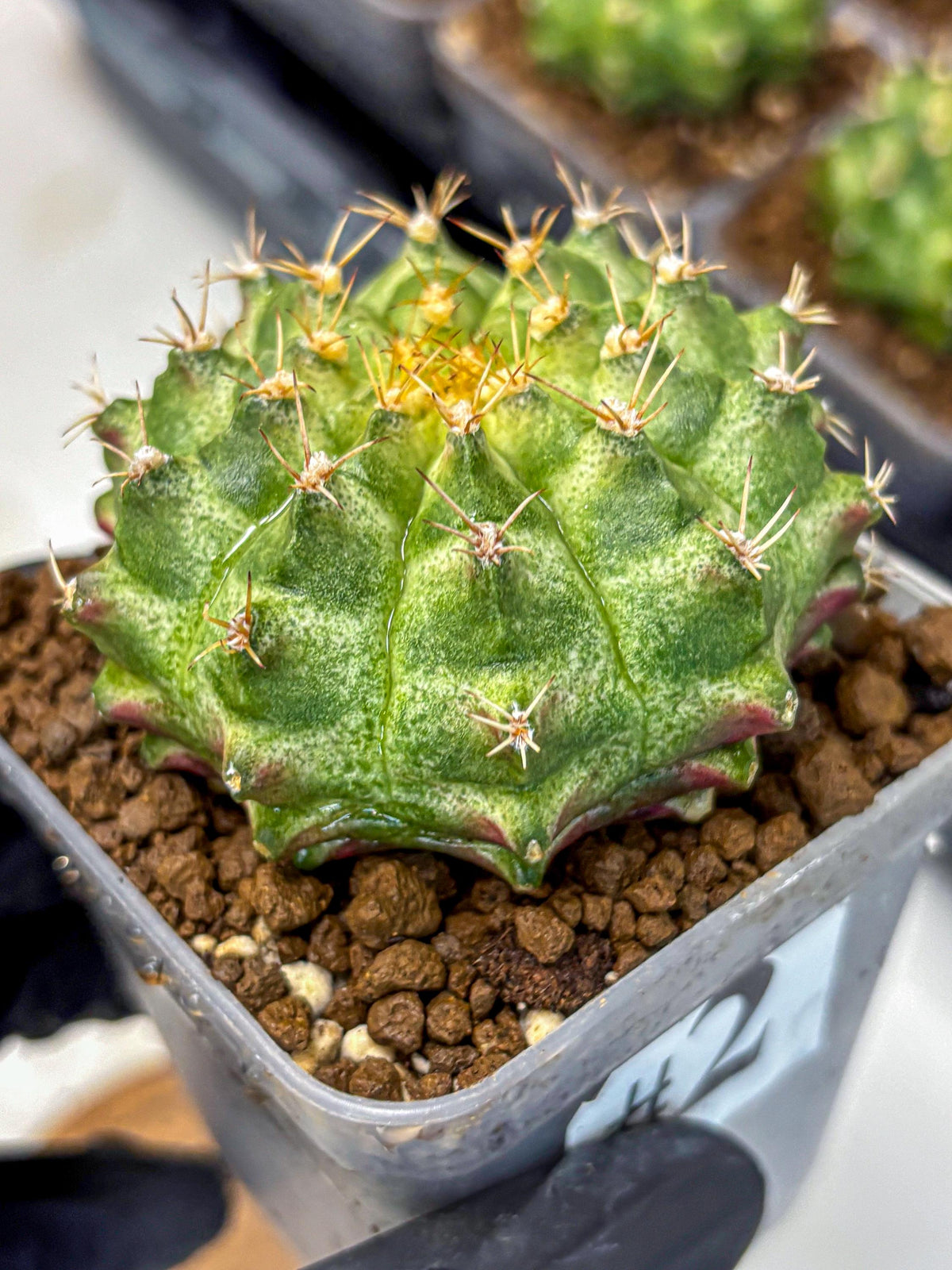 Gymnocalycium T-Lux Neon (gy14) (2) | Collector’s Edition