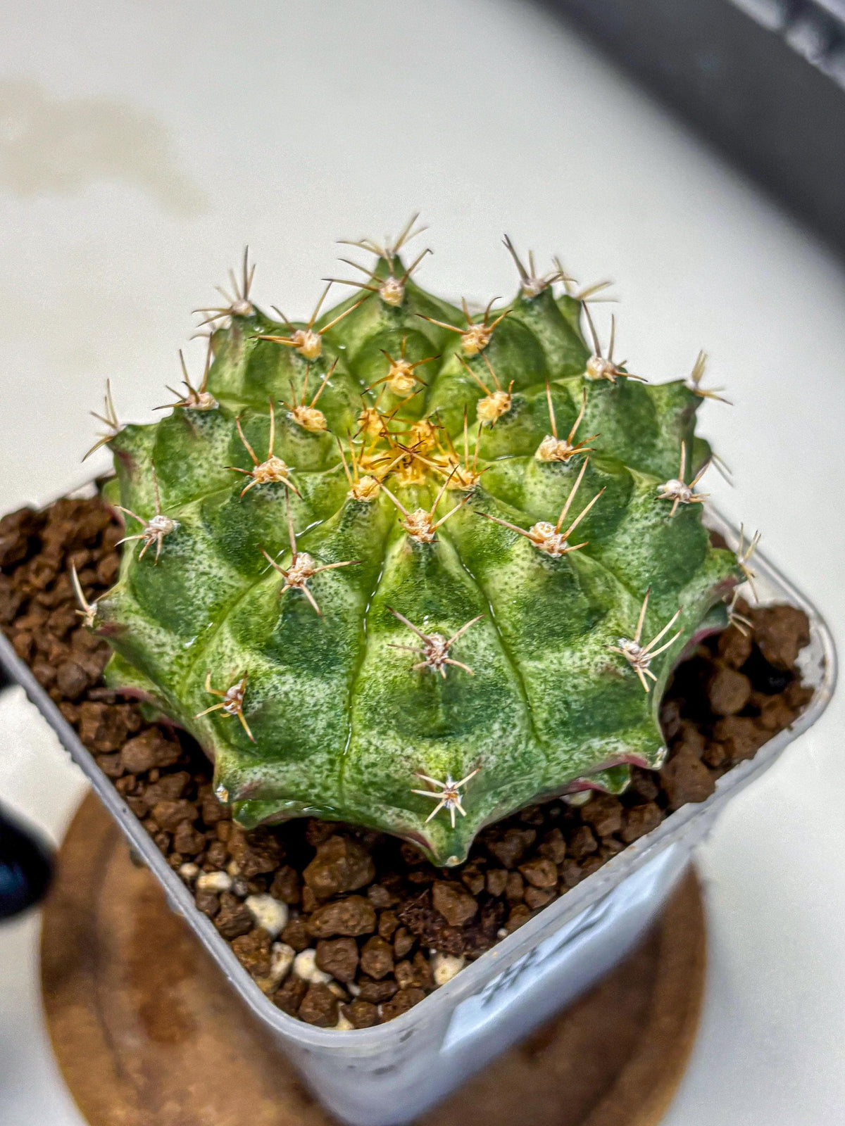 Gymnocalycium T-Lux Neon (gy14) (2) | Collector’s Edition