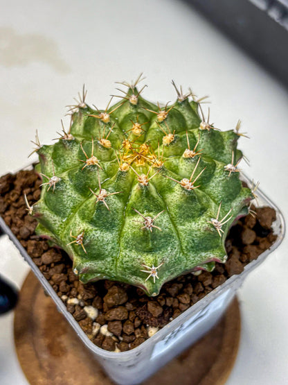 Gymnocalycium T-Lux Neon (gy14) (2) | Collector’s Edition