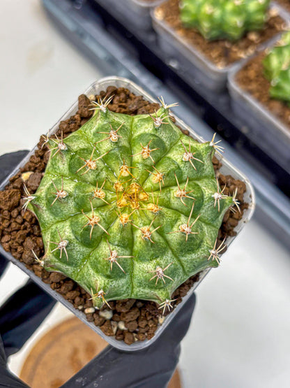 Gymnocalycium T-Lux Neon (gy14) (2) | Collector’s Edition
