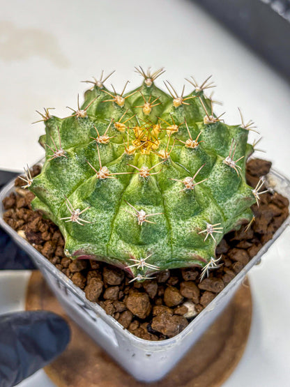 Gymnocalycium T-Lux Neon (gy14) (2) | Collector’s Edition