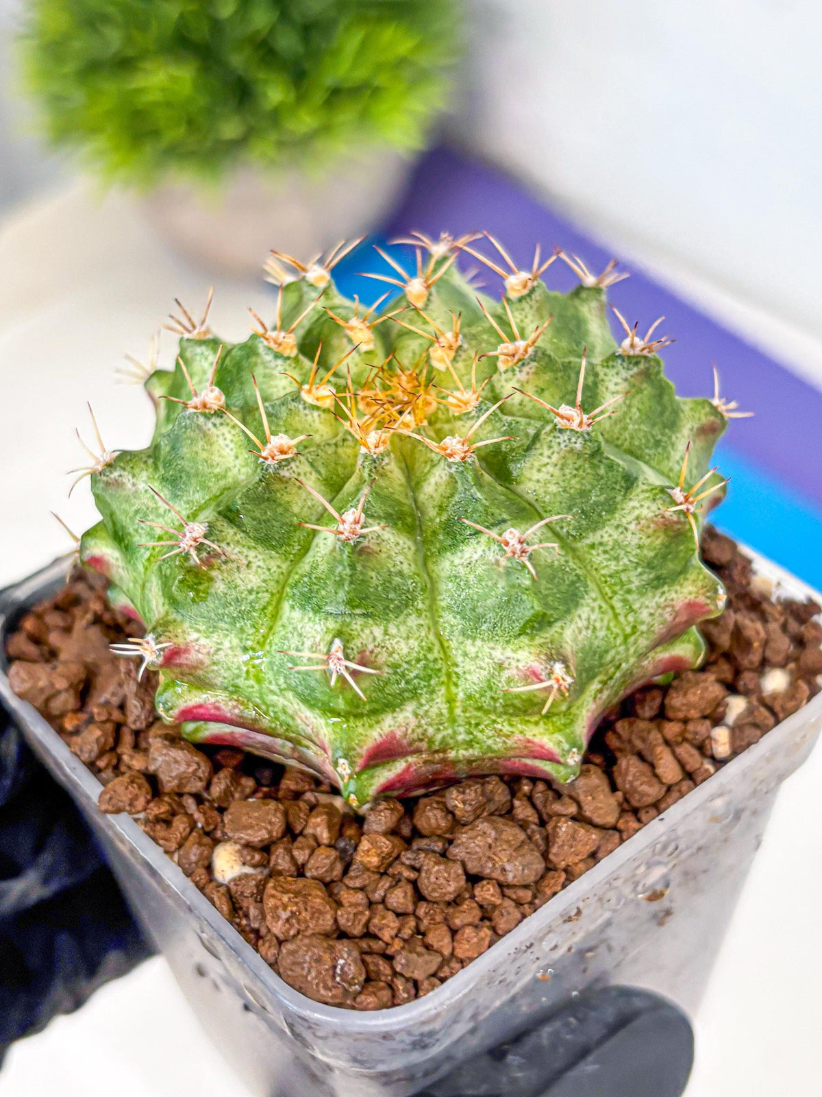Gymnocalycium T-Lux Neon (gy14) (2) | Collector’s Edition