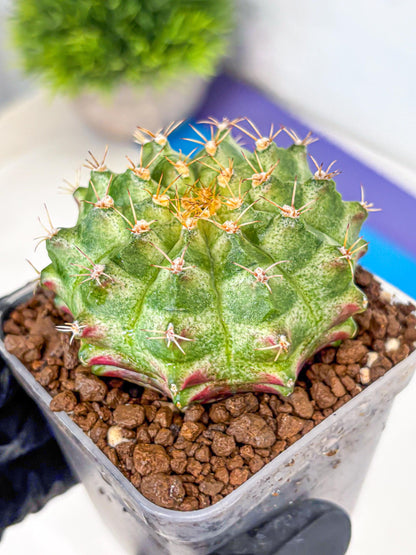Gymnocalycium T-Lux Neon (gy14) (2) | Collector’s Edition
