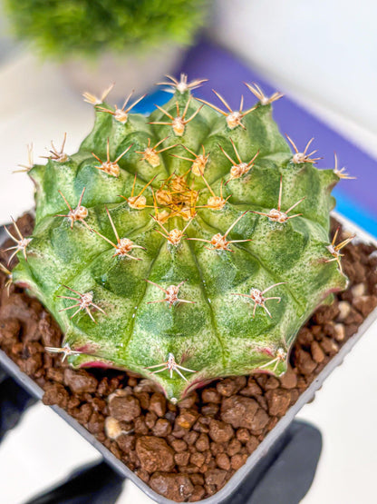Gymnocalycium T-Lux Neon (gy14) (2) | Collector’s Edition