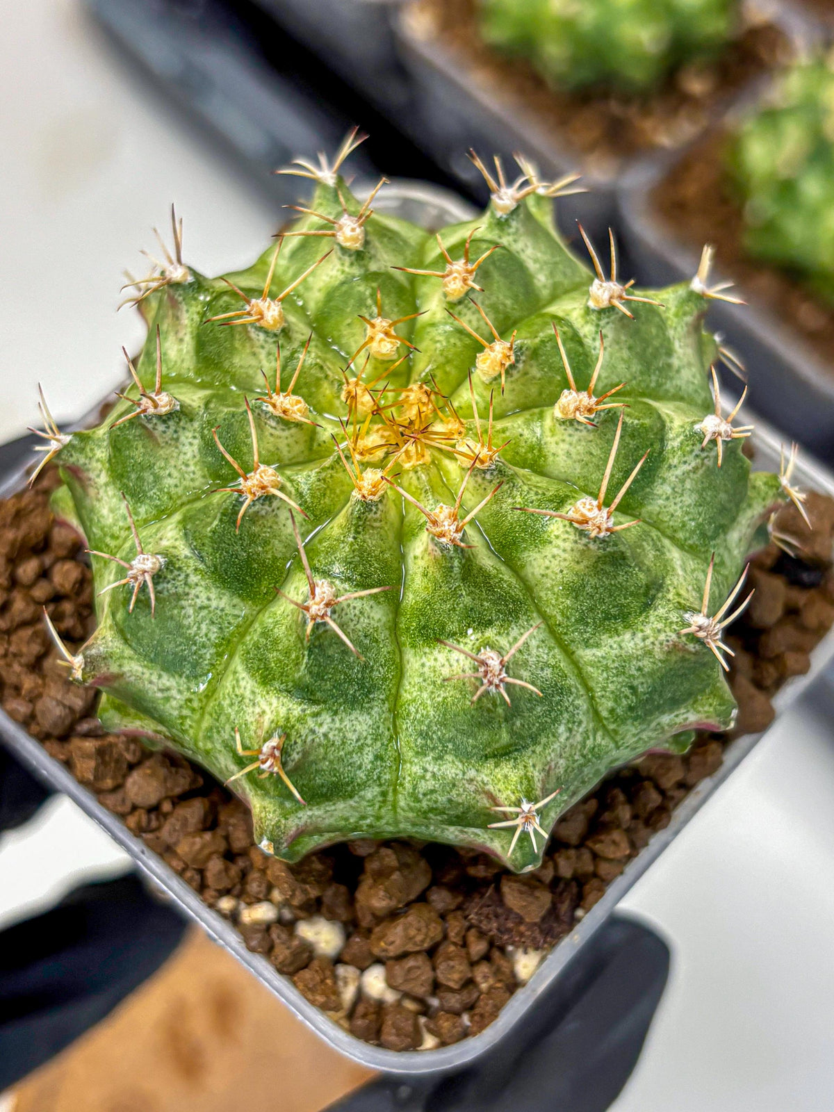 Gymnocalycium T-Lux Neon (gy14) (2) | Collector’s Edition