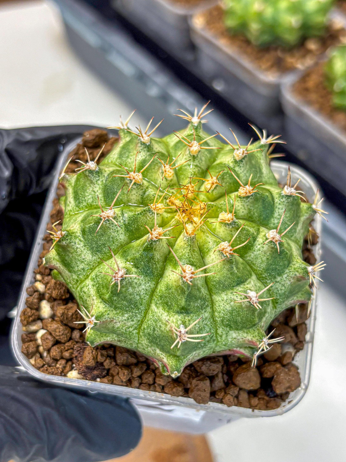 Gymnocalycium T-Lux Neon (gy14) (2) | Collector’s Edition