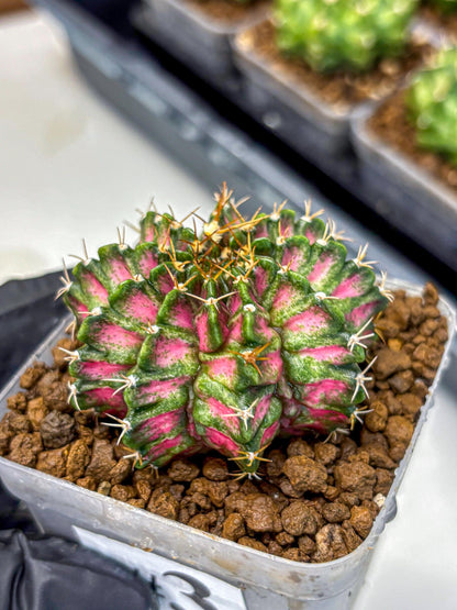 Gymnocalycium T-Lux Neon (gy14) (3) | Collector’s Edition