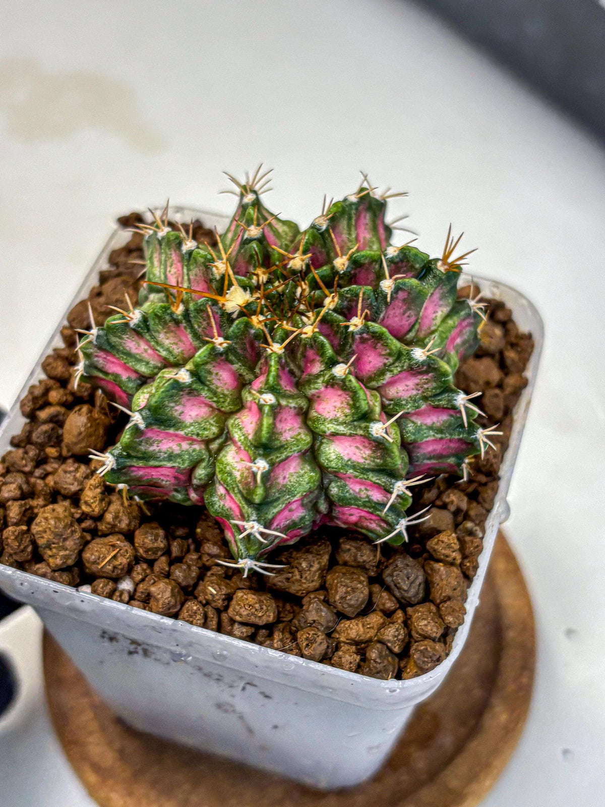 Gymnocalycium T-Lux Neon (gy14) (3) | Collector’s Edition