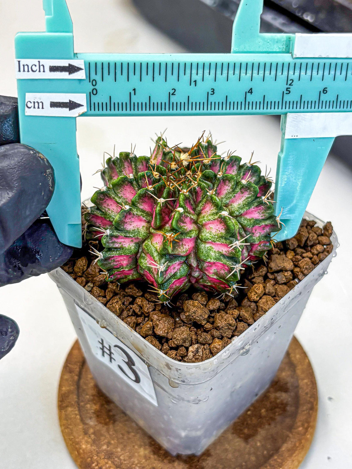 Gymnocalycium T-Lux Neon (gy14) (3) | Collector’s Edition