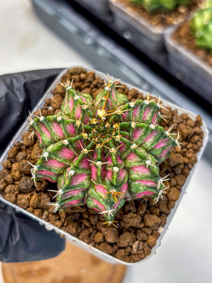 Gymnocalycium T-Lux Neon (gy14) (3) | Collector’s Edition