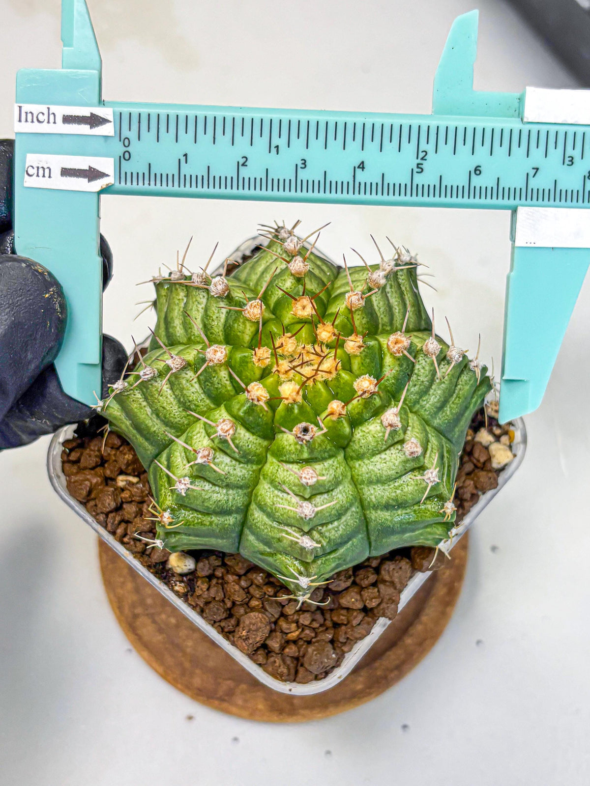 Gymnocalycium T-Lux Neon (gy14) (4) | Collector’s Edition