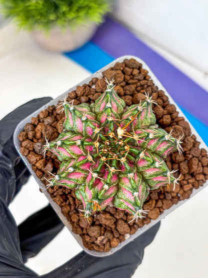 Gymnocalycium T-Lux Neon (gy14) (3) | Collector’s Edition