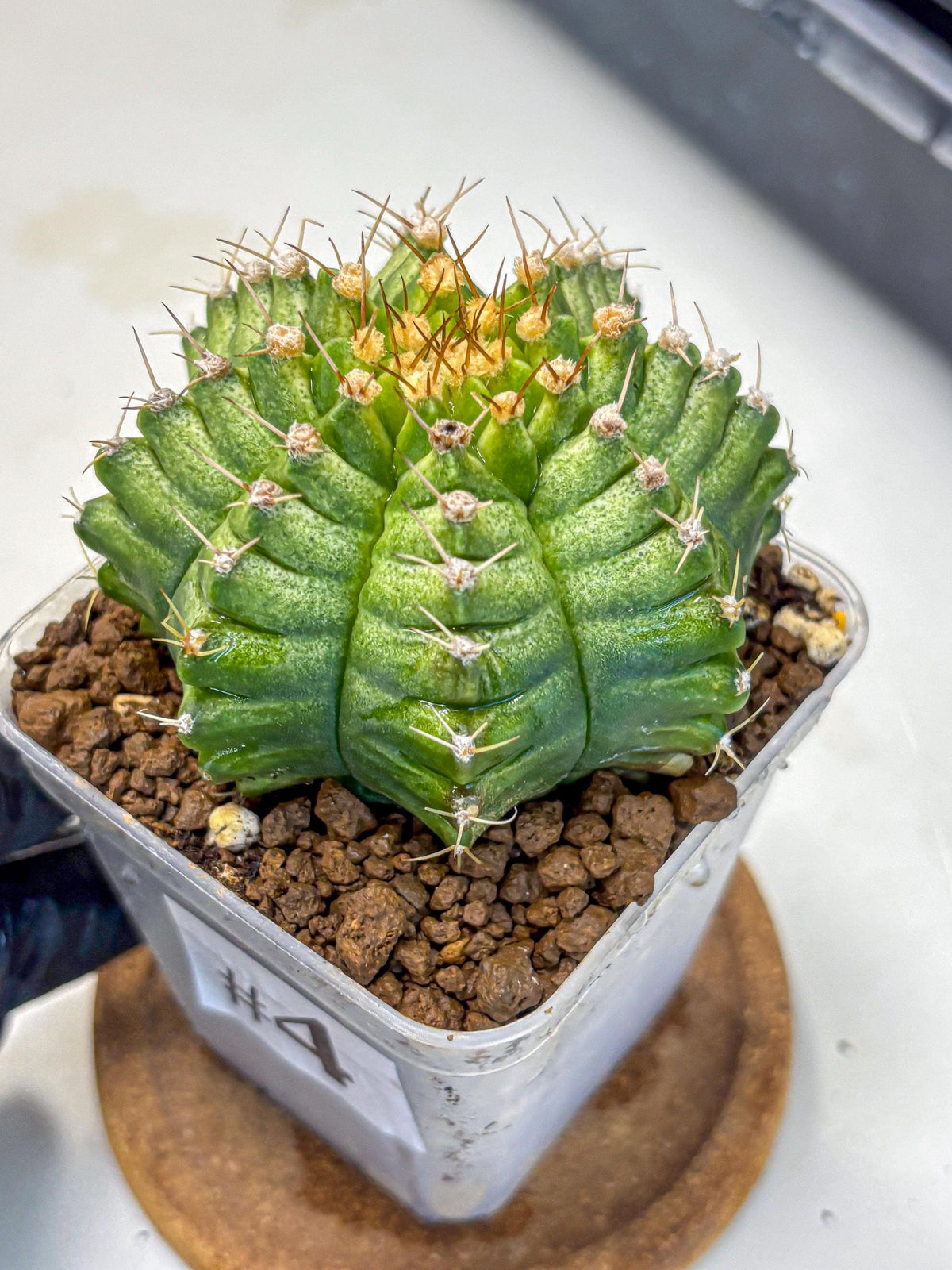 Gymnocalycium T-Lux Neon (gy14) (4) | Collector’s Edition