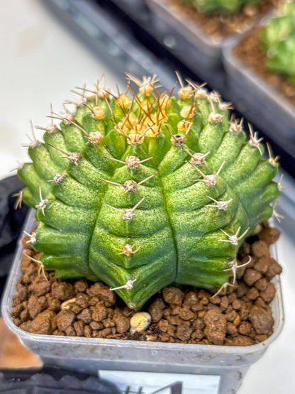 Gymnocalycium T-Lux Neon (gy14) (4) | Collector’s Edition