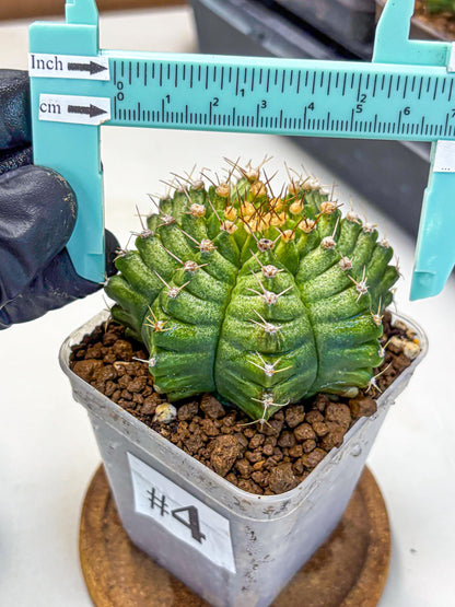 Gymnocalycium T-Lux Neon (gy14) (4) | Collector’s Edition