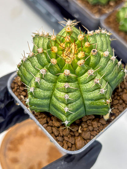 Gymnocalycium T-Lux Neon (gy14) (4) | Collector’s Edition