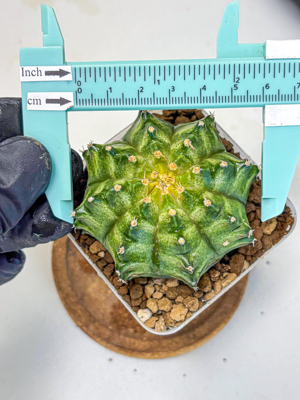 Gymnocalycium T-Lux Neon (gy14) (5) | Collector’s Edition