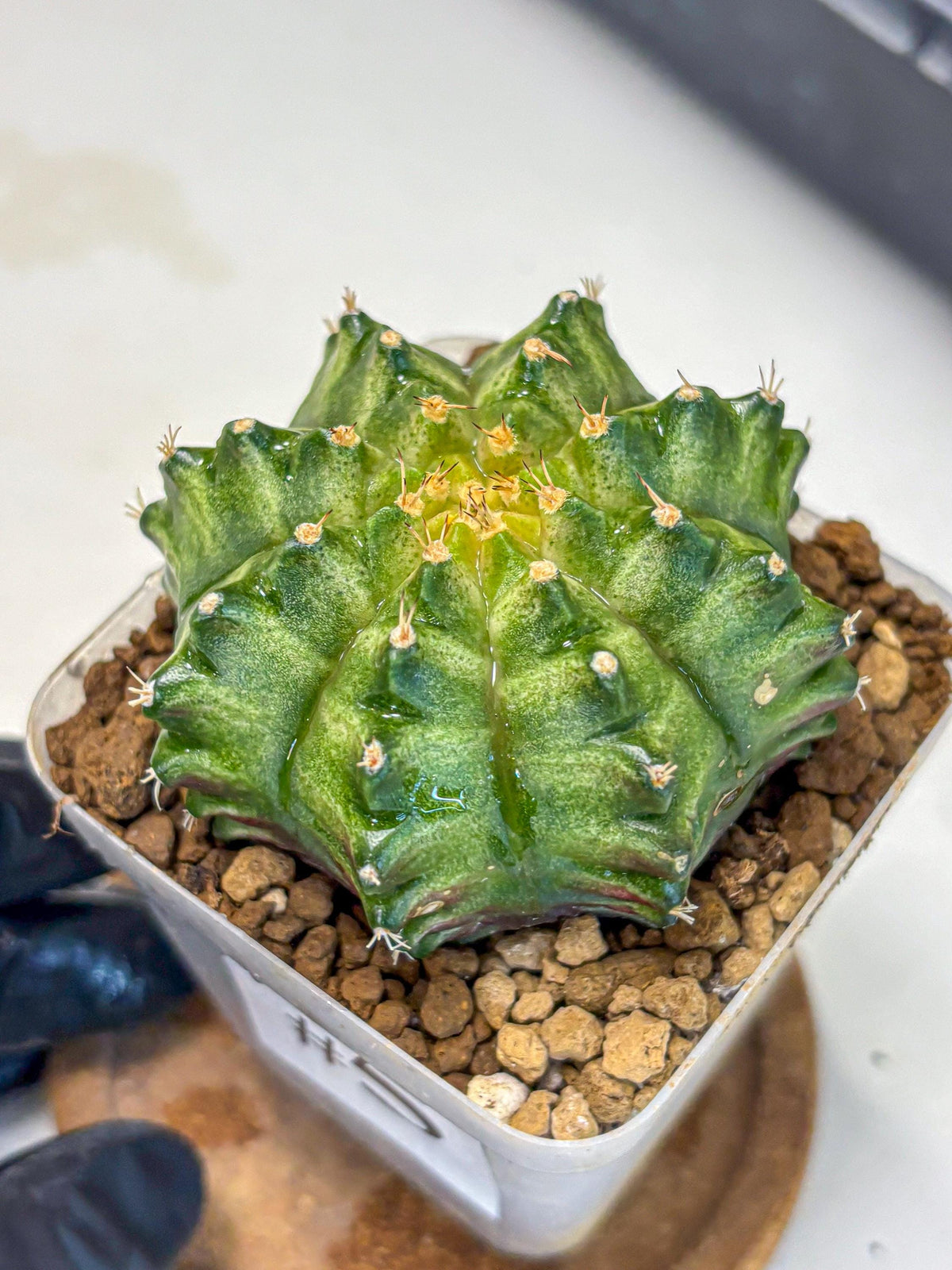 Gymnocalycium T-Lux Neon (gy14) (5) | Collector’s Edition