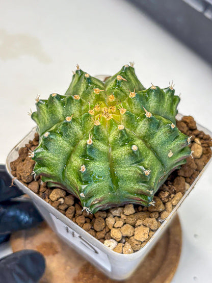 Gymnocalycium T-Lux Neon (gy14) (5) | Collector’s Edition