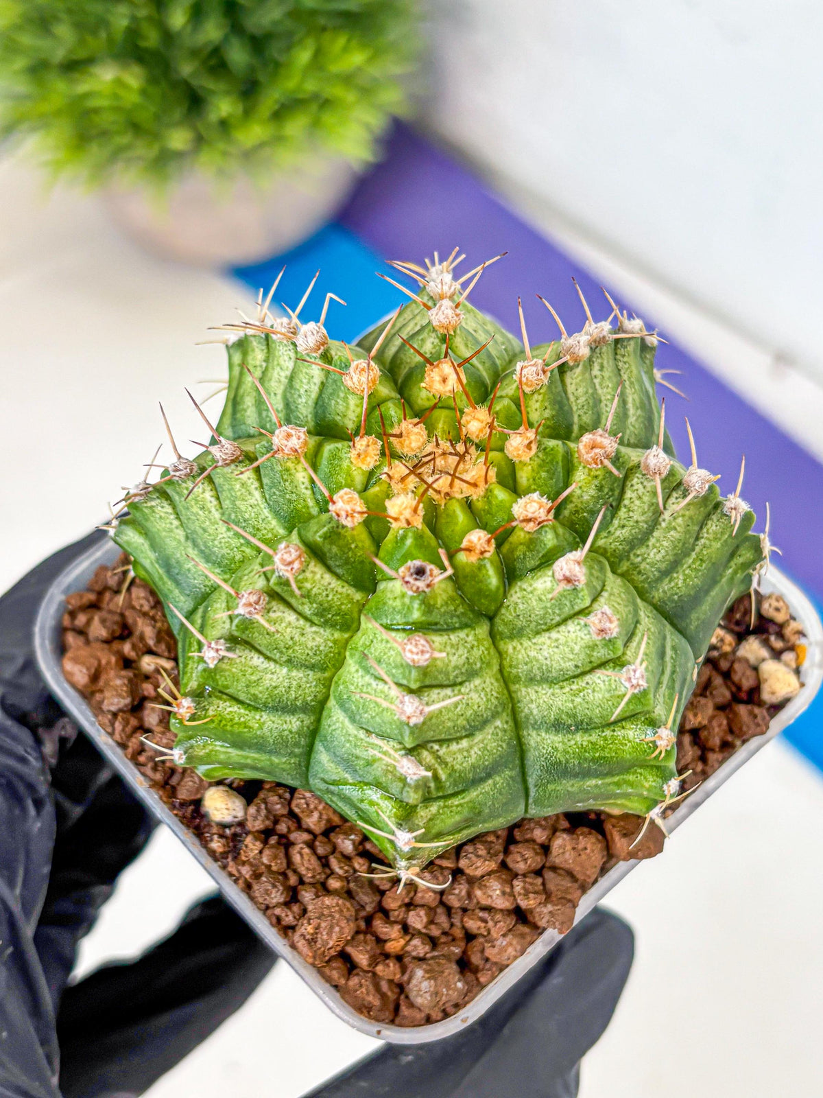 Gymnocalycium T-Lux Neon (gy14) (4) | Collector’s Edition