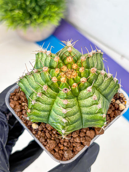 Gymnocalycium T-Lux Neon (gy14) (4) | Collector’s Edition