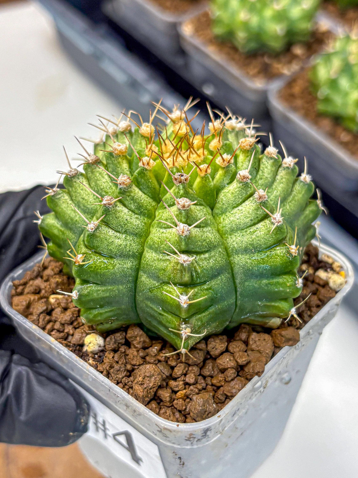 Gymnocalycium T-Lux Neon (gy14) (4) | Collector’s Edition