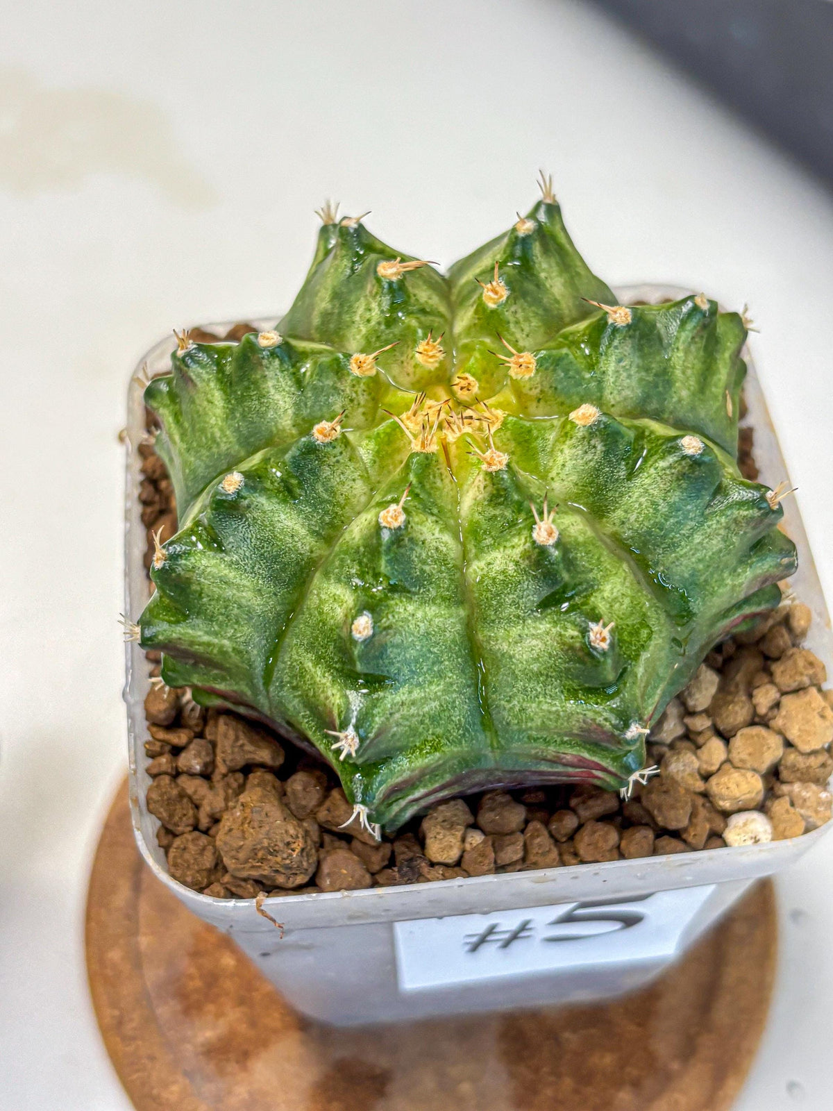 Gymnocalycium T-Lux Neon (gy14) (5) | Collector’s Edition