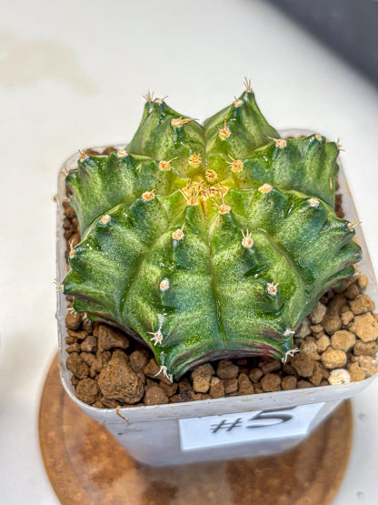 Gymnocalycium T-Lux Neon (gy14) (5) | Collector’s Edition