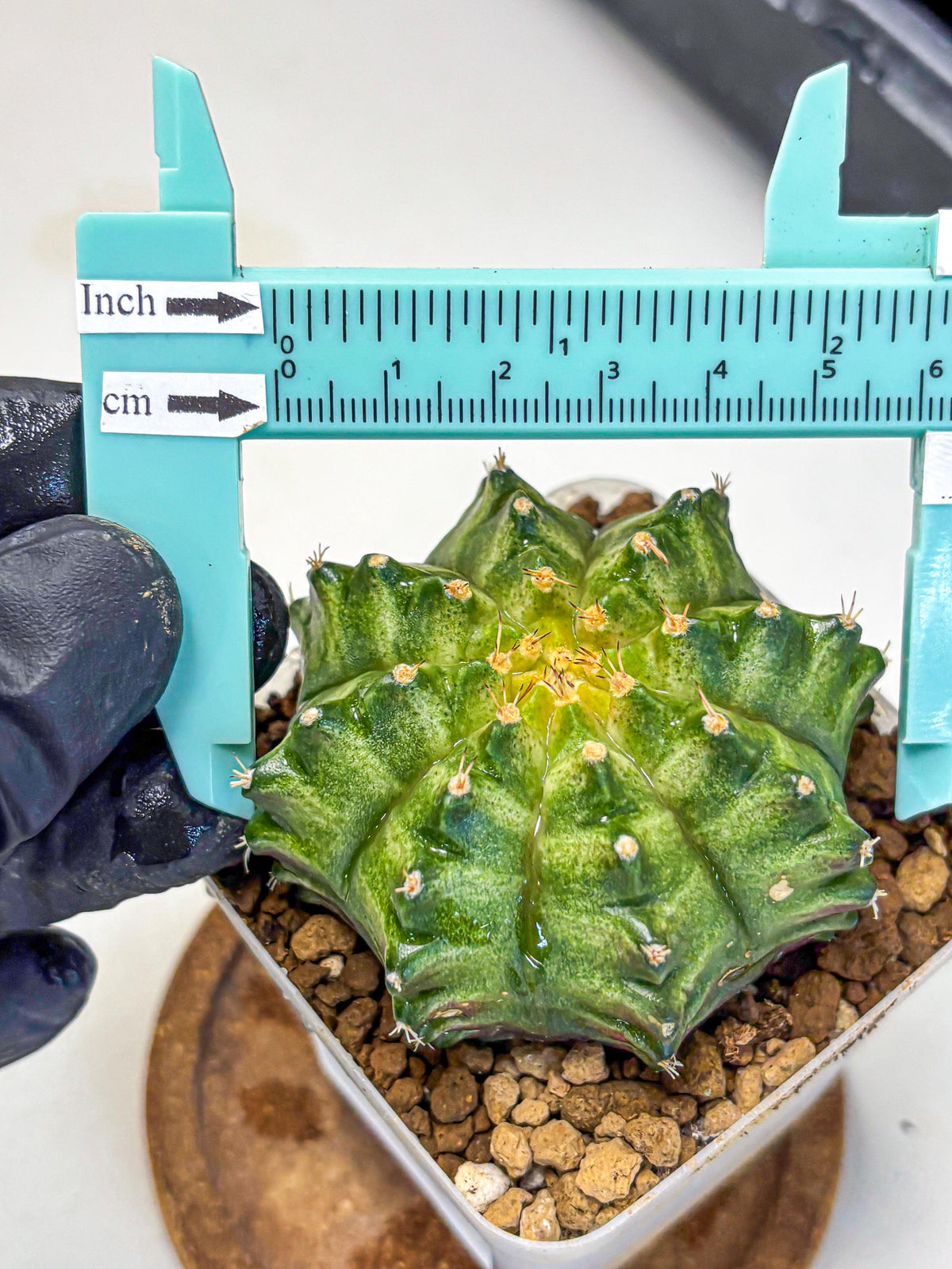 Gymnocalycium T-Lux Neon (gy14) (5) | Collector’s Edition