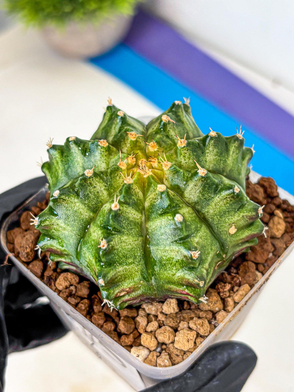 Gymnocalycium T-Lux Neon (gy14) (5) | Collector’s Edition