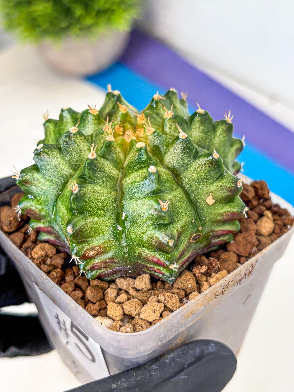 Gymnocalycium T-Lux Neon (gy14) (5) | Collector’s Edition