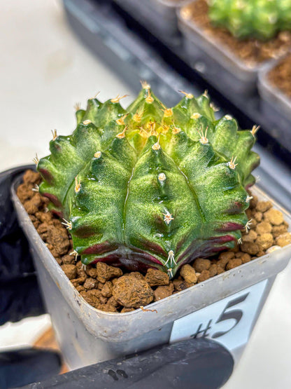 Gymnocalycium T-Lux Neon (gy14) (5) | Collector’s Edition