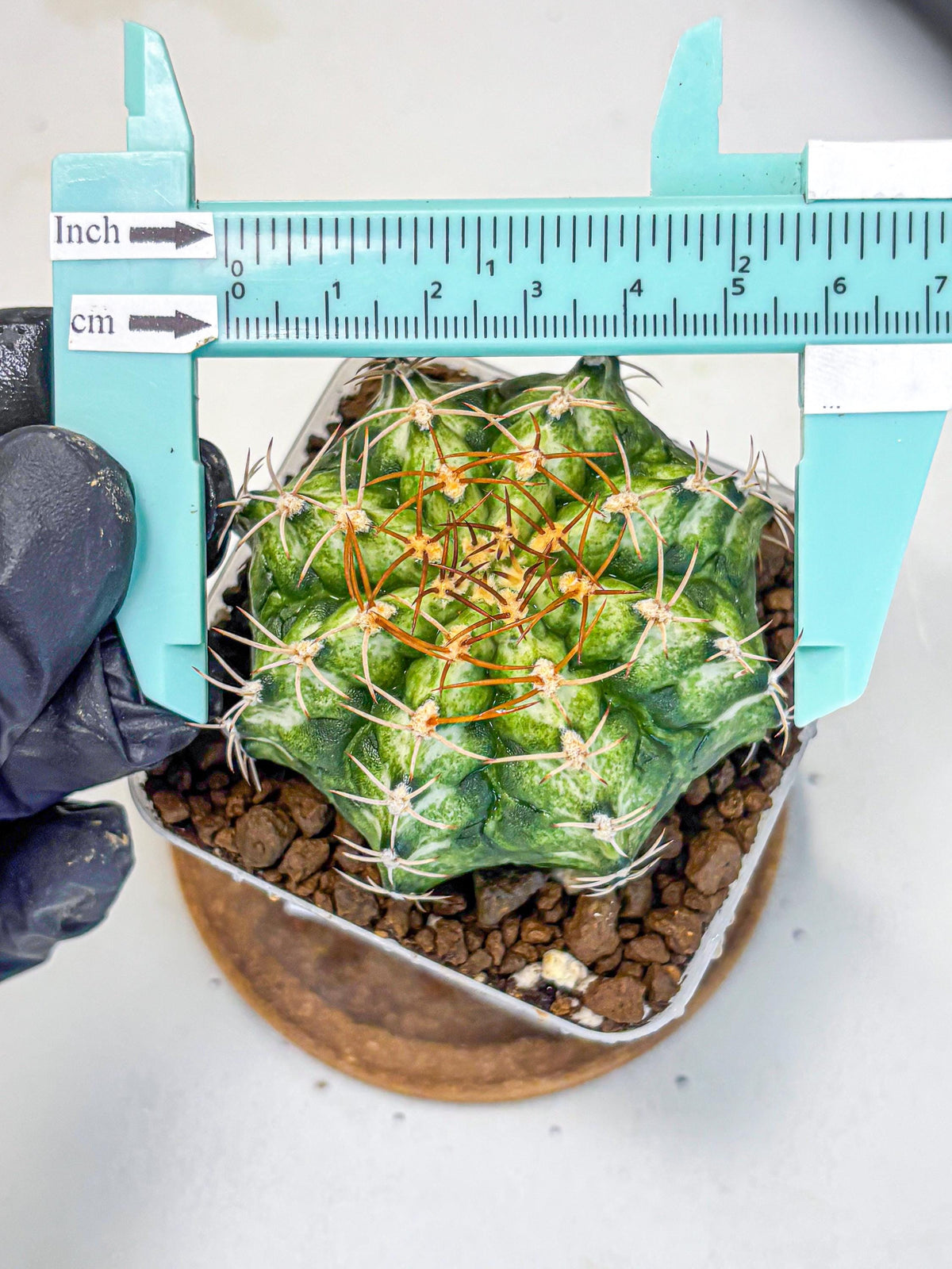 Gymnocalycium T-Lux Neon (gy14) (6) | Collector’s Edition