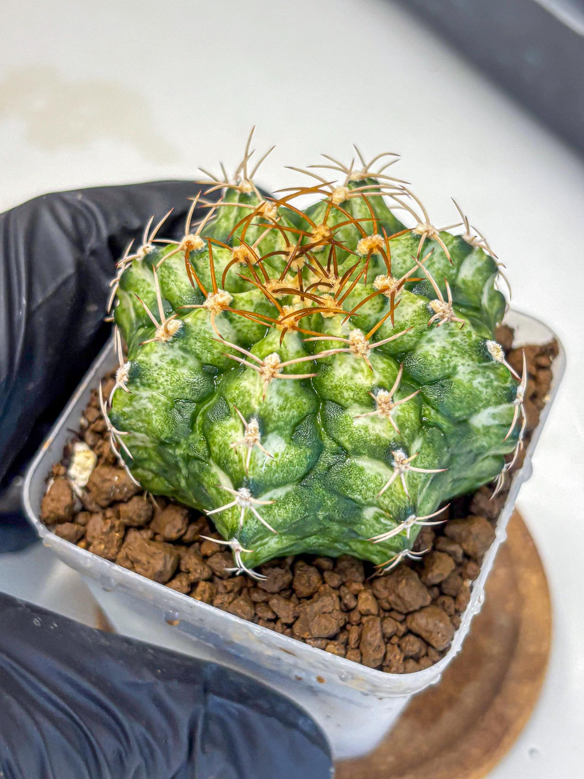 Gymnocalycium T-Lux Neon (gy14) (6) | Collector’s Edition