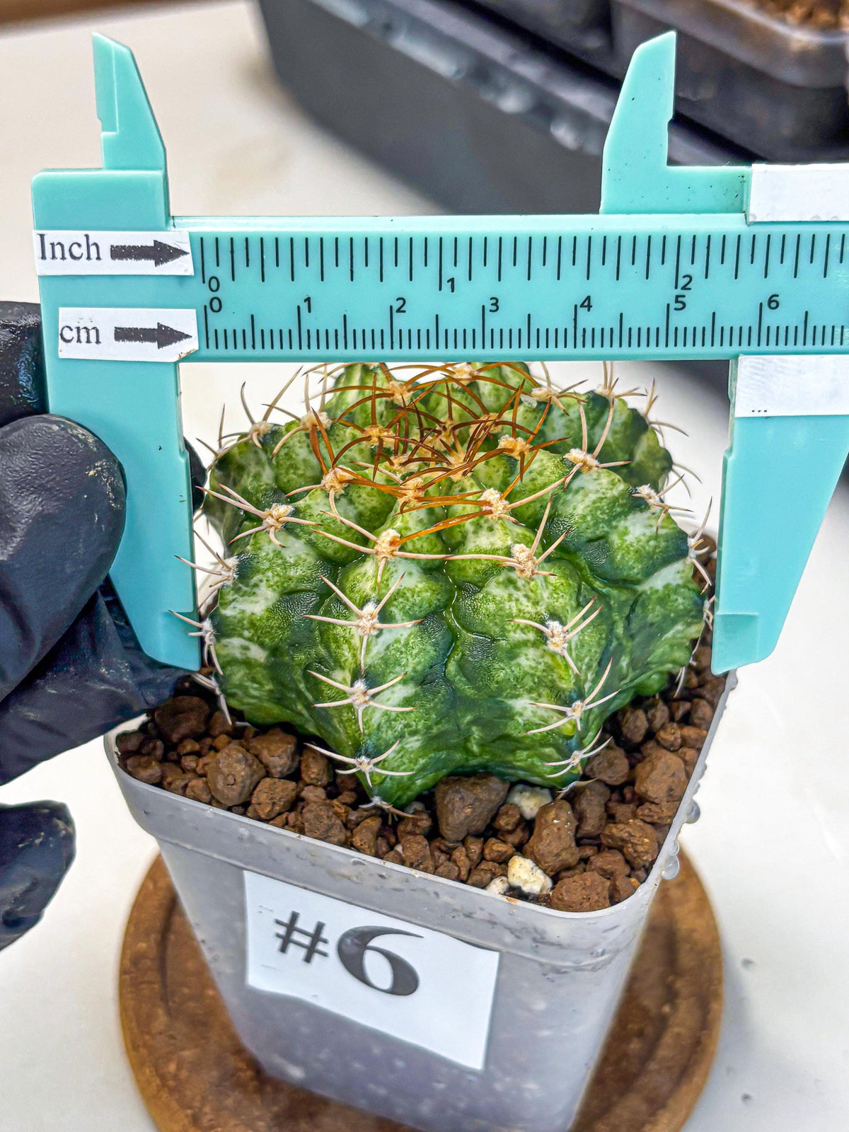 Gymnocalycium T-Lux Neon (gy14) (6) | Collector’s Edition