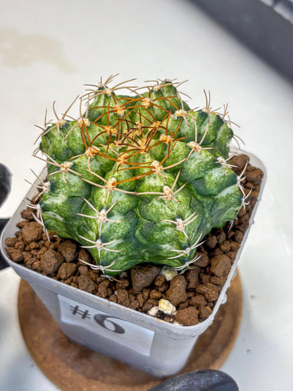 Gymnocalycium T-Lux Neon (gy14) (6) | Collector’s Edition