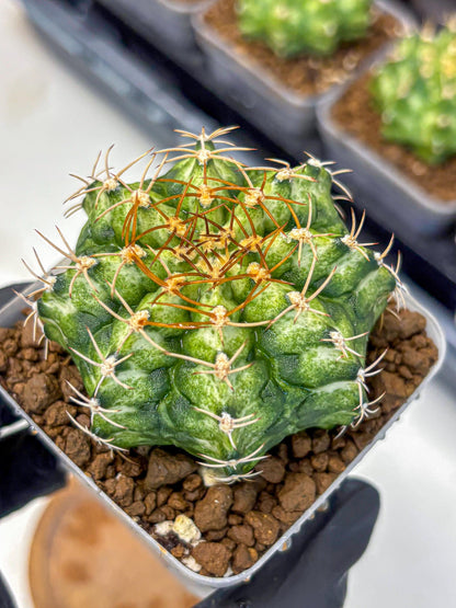 Gymnocalycium T-Lux Neon (gy14) (6) | Collector’s Edition