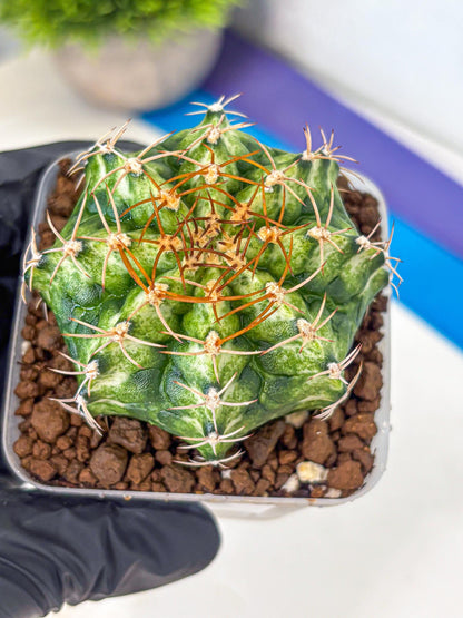 Gymnocalycium T-Lux Neon (gy14) (6) | Collector’s Edition