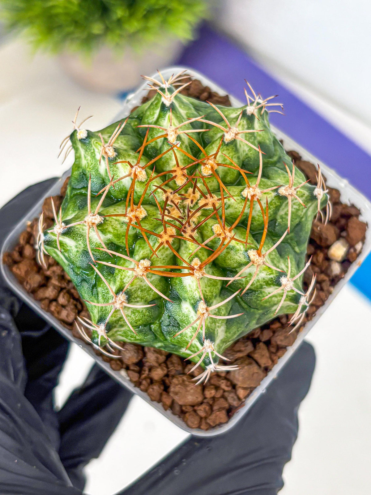 Gymnocalycium T-Lux Neon (gy14) (6) | Collector’s Edition