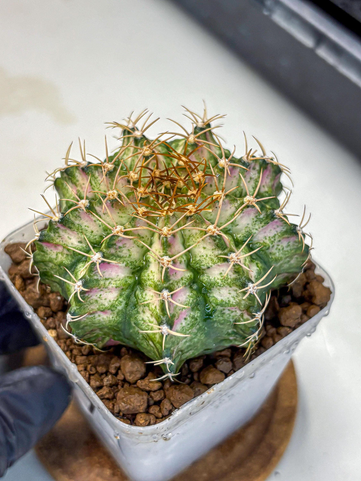 Gymnocalycium T-Lux Neon (gy14) (7) | Collector’s Edition