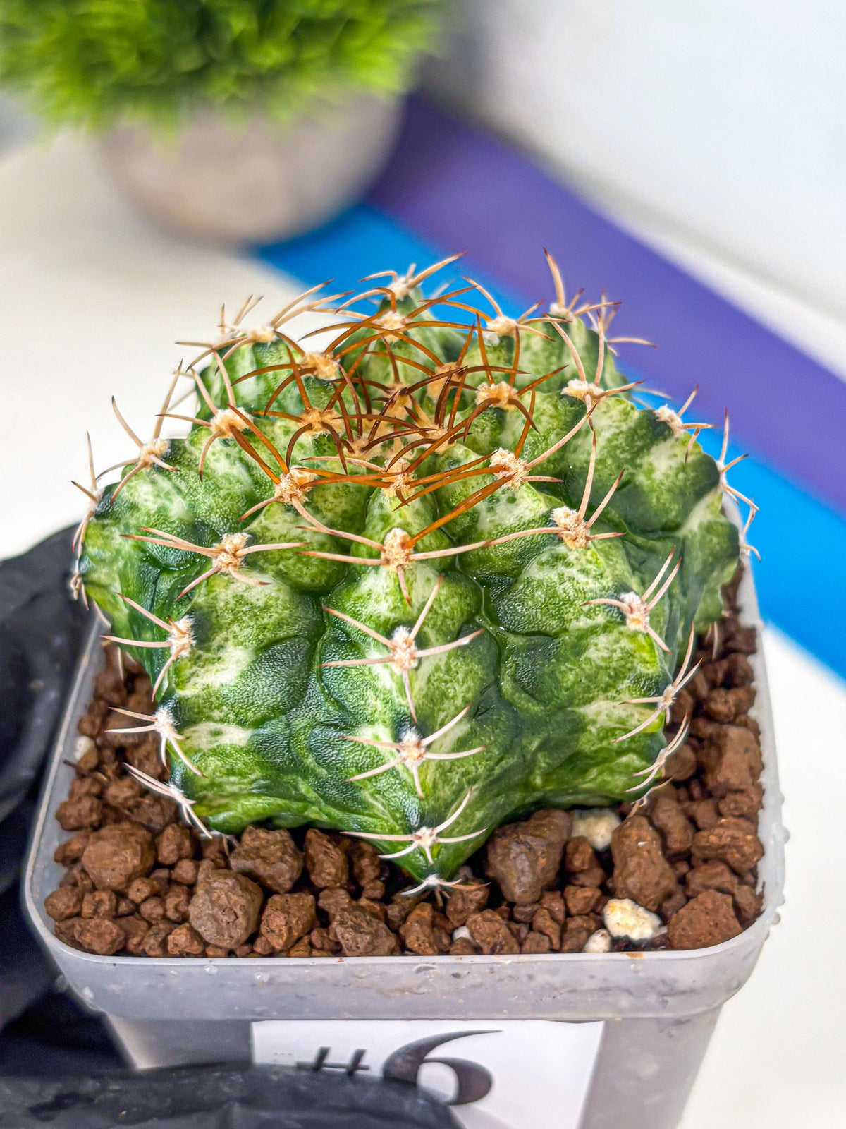 Gymnocalycium T-Lux Neon (gy14) (6) | Collector’s Edition