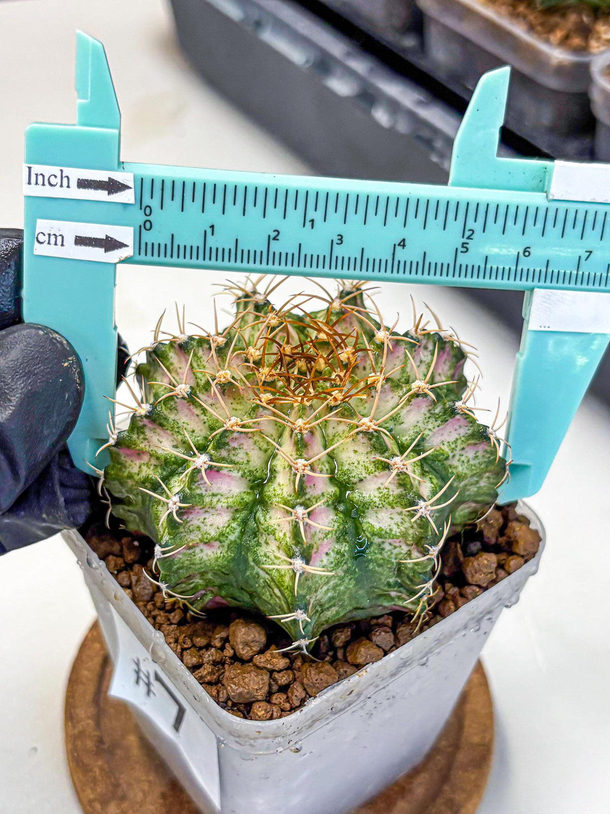 Gymnocalycium T-Lux Neon (gy14) (7) | Collector’s Edition