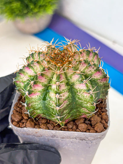 Gymnocalycium T-Lux Neon (gy14) (7) | Collector’s Edition