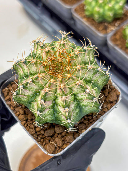 Gymnocalycium T-Lux Neon (gy14) (7) | Collector’s Edition
