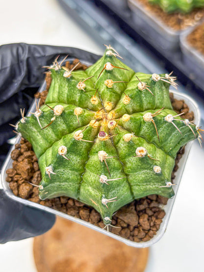 Gymnocalycium T-Lux Neon (gy14) (8) | Collector’s Edition
